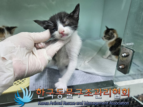 한국동물구조관리협회_441560202301478